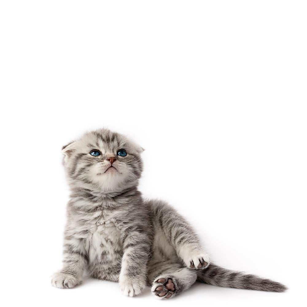 6 Reasons Why Having A Cat Will Make You Happier