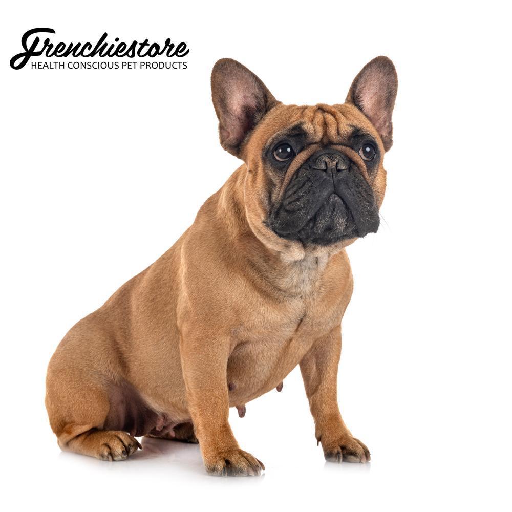 Should I Breed a Frenchie in First Heat?