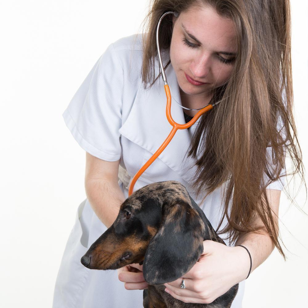 5 Reasons Why You Should Have Pet Insurance