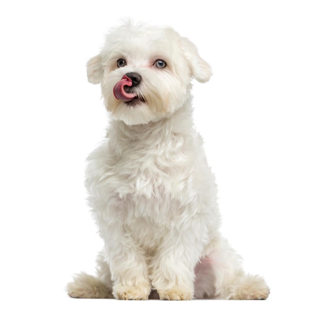 Great Tips That Will Make Your Dog Happier And Healthier