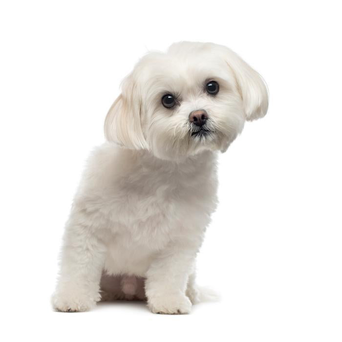 Necessary Things That You Should Know Before You Bring A Pet Home