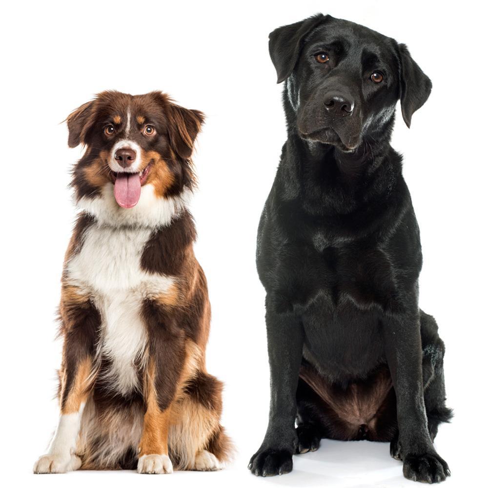 Which Dog Breed Is Right For You And Your Family?