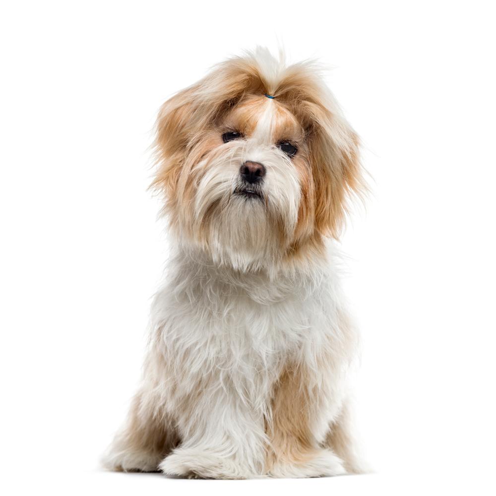 Friendly And Easy-going Dogs That Would Be Great For You To Adopt