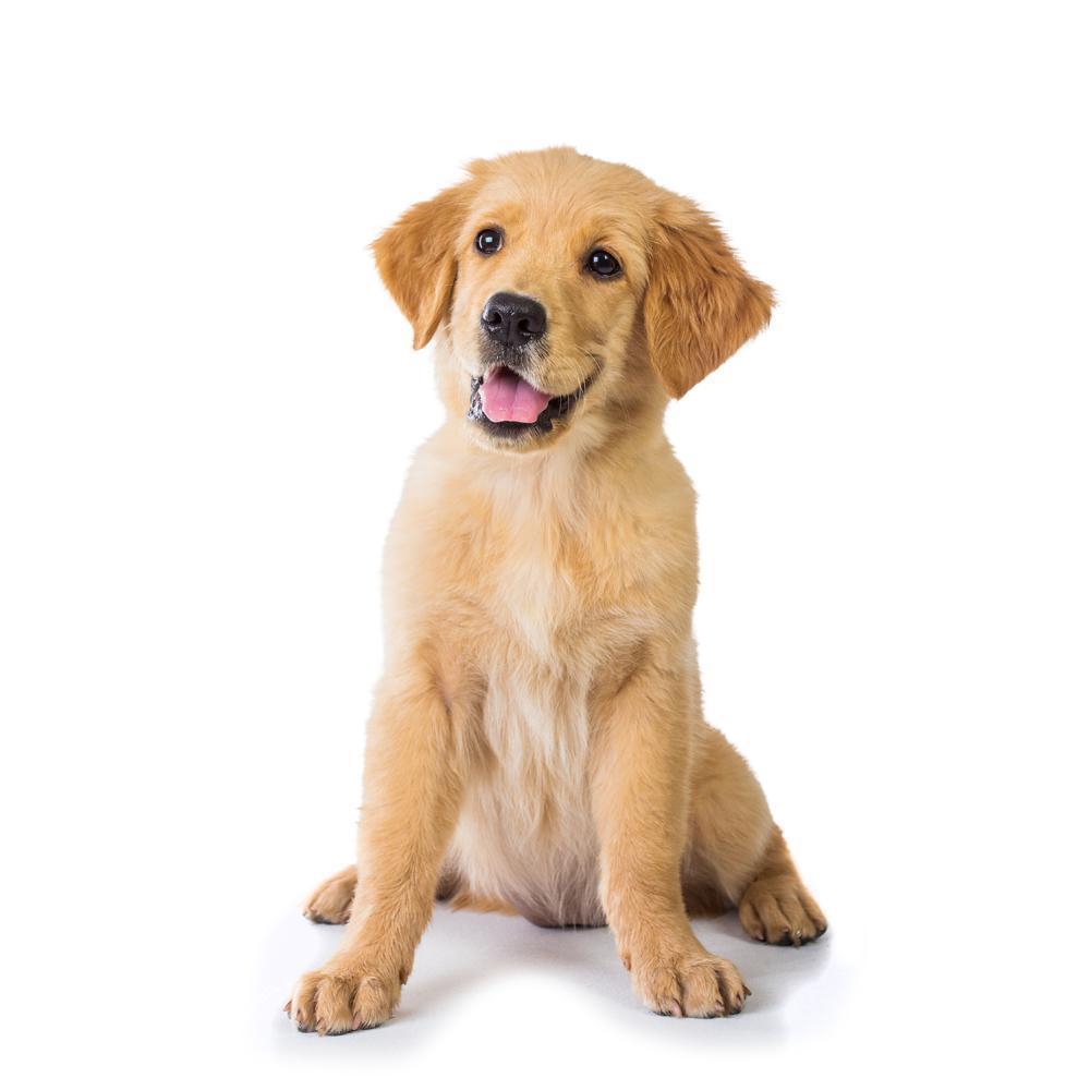 Interesting Facts About Golden Retrievers That You Should Know