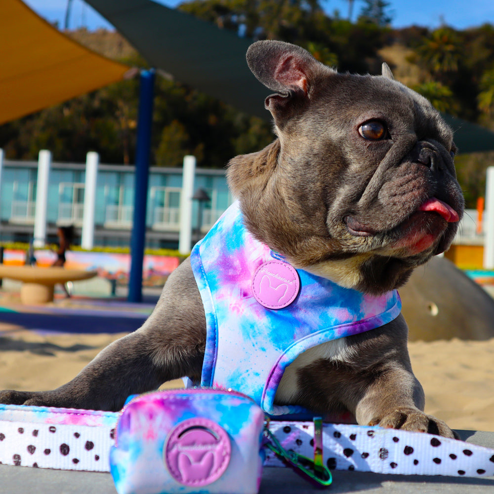 Ear Hematomas in French Bulldogs