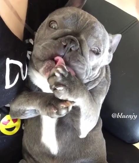 does your frenchie have itchy paws?