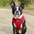 Boston Terrier Dog Breed - Tutto quello che devi sapere