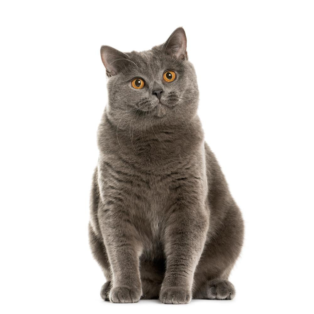 Important Things You Should Know Before Getting A Cat