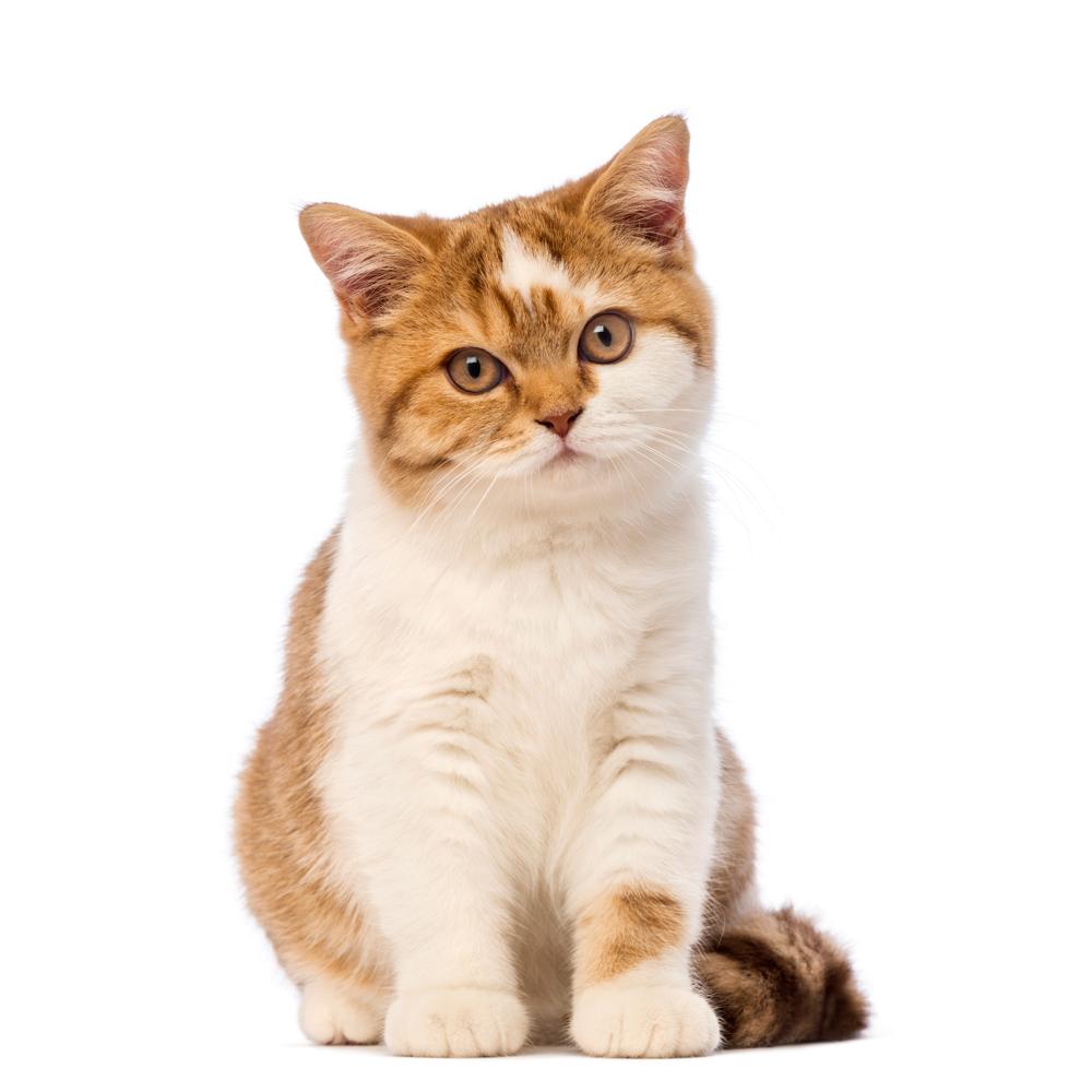 CBD Oil for Cats: Will It Help Their Anxiety?