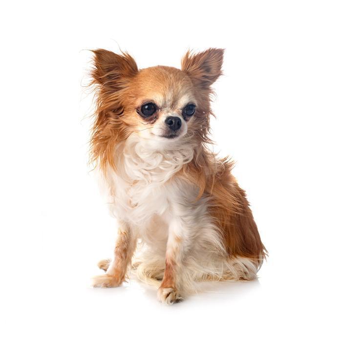 Why You Should Hire A Professional Dog Trainer