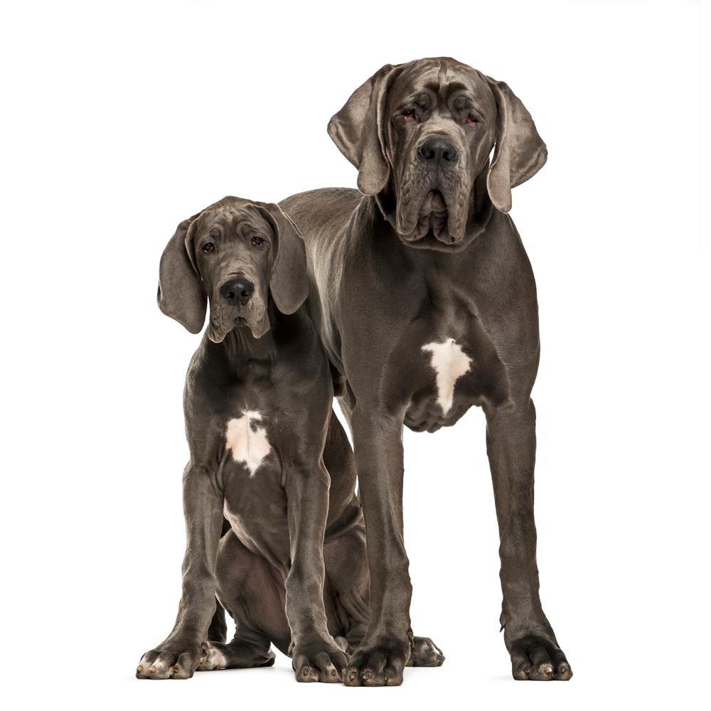 8 Large Dog Breeds That Make Good Pets