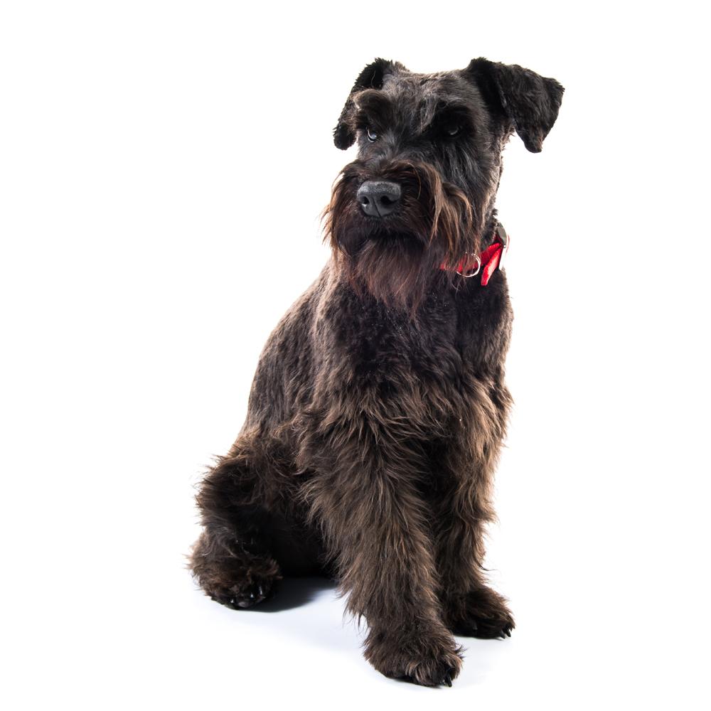 How Do Remote Collars Work and Are They Beneficial