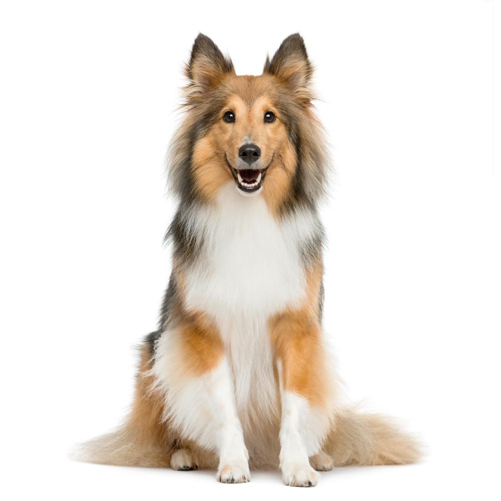 5 Benefits of Crate Training Your Puppy