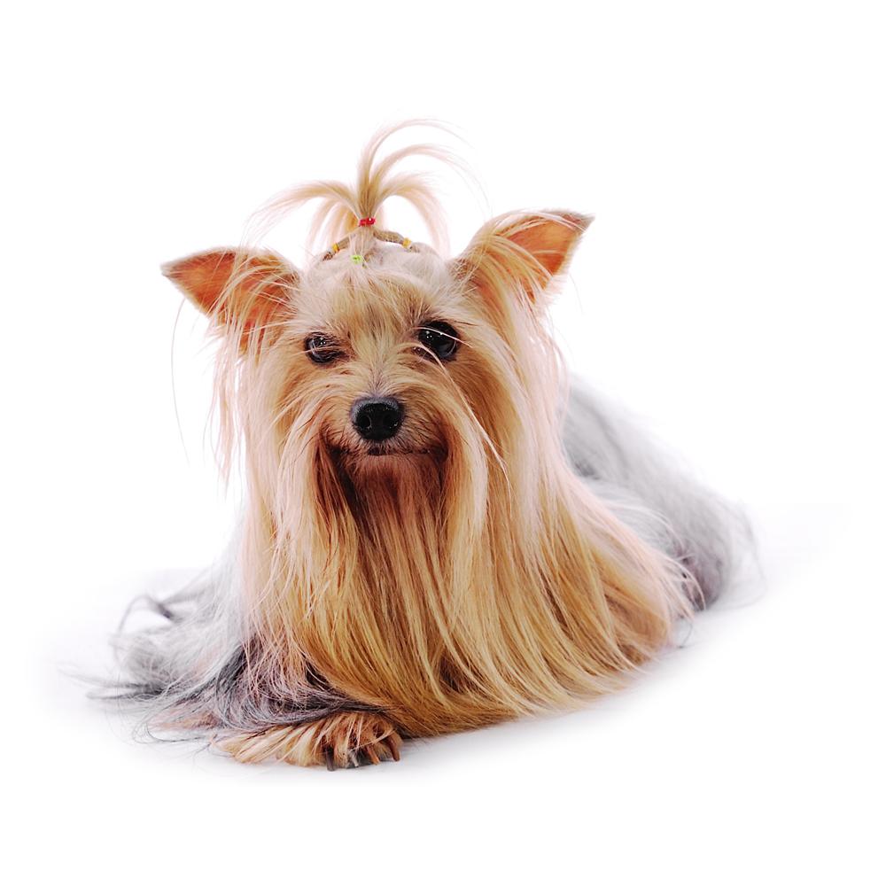 7 Ways to Treat and Pamper Your Furry Friend