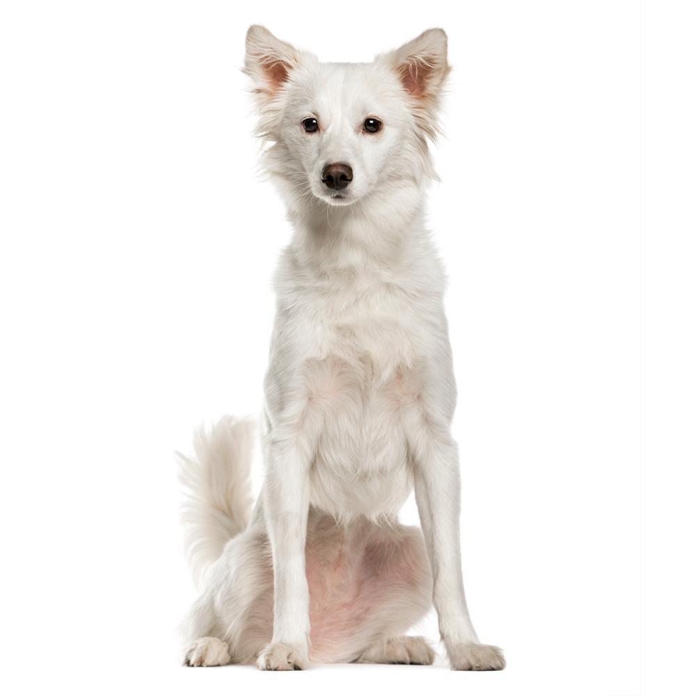 Simple Ways You Can Make Life Better For Less Fortunate Dogs