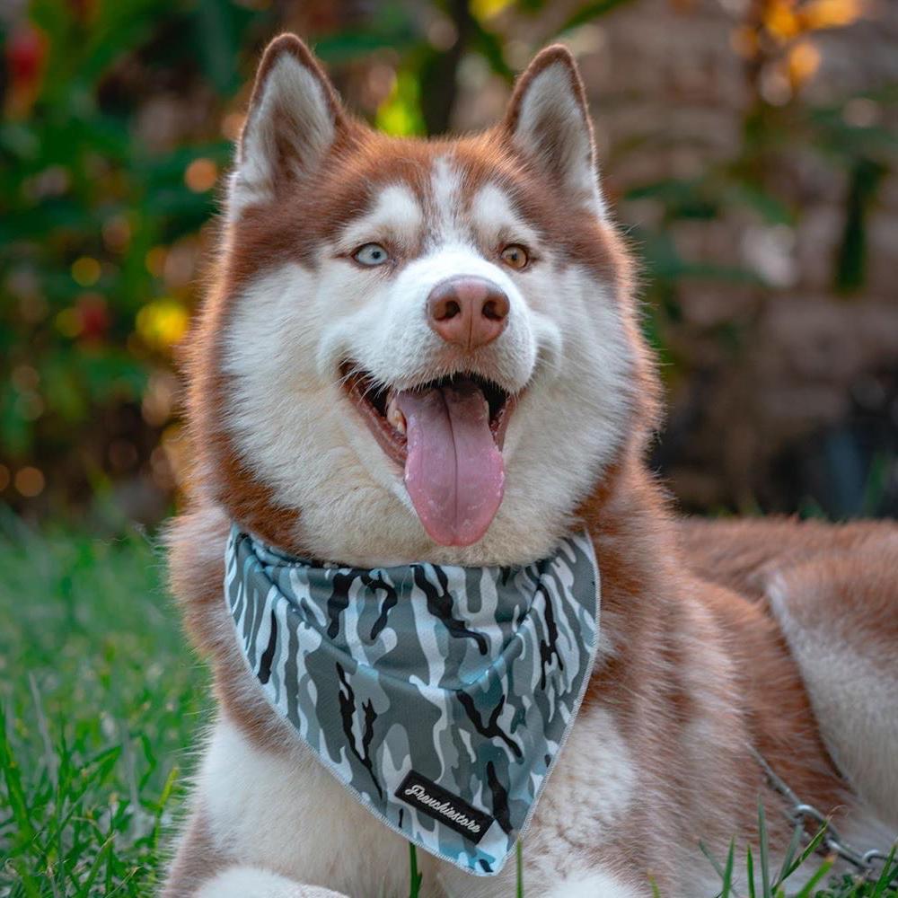 Choosing the right food for your dog: tips, tricks and what to look out for