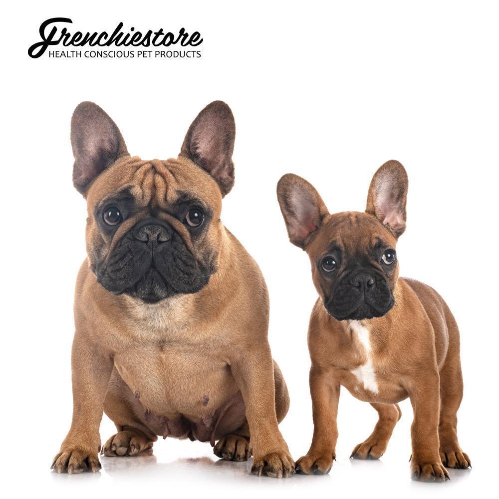 can you have 2 male french bulldogs?