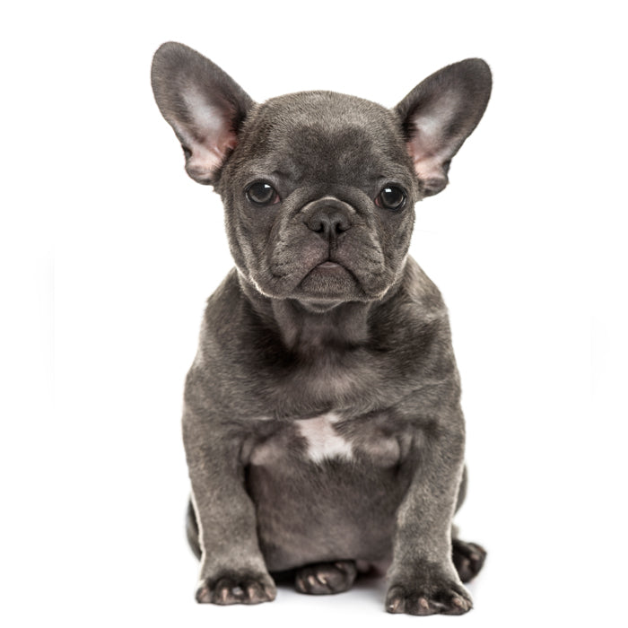 Adopting a French Bulldog? Here’s How to Find the Best Breeders