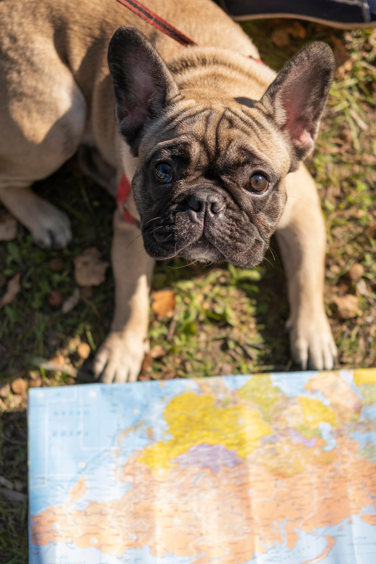 Dallas Craigslist Puppies: Avoid Scams & Find Safe Breeders - f8h3ym0