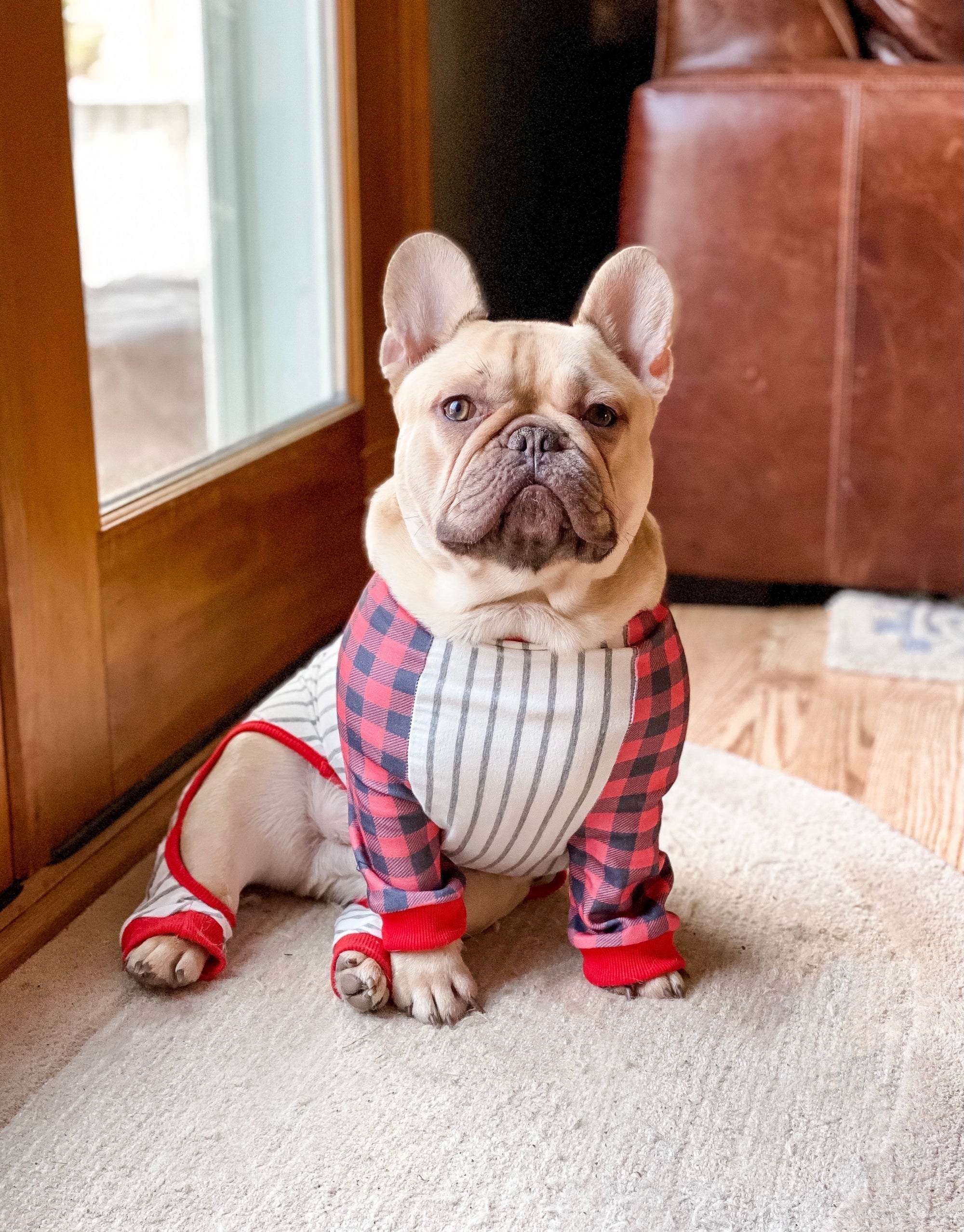Dallas Craigslist Puppies: Avoid Scams & Find Safe Breeders - po31nbb
