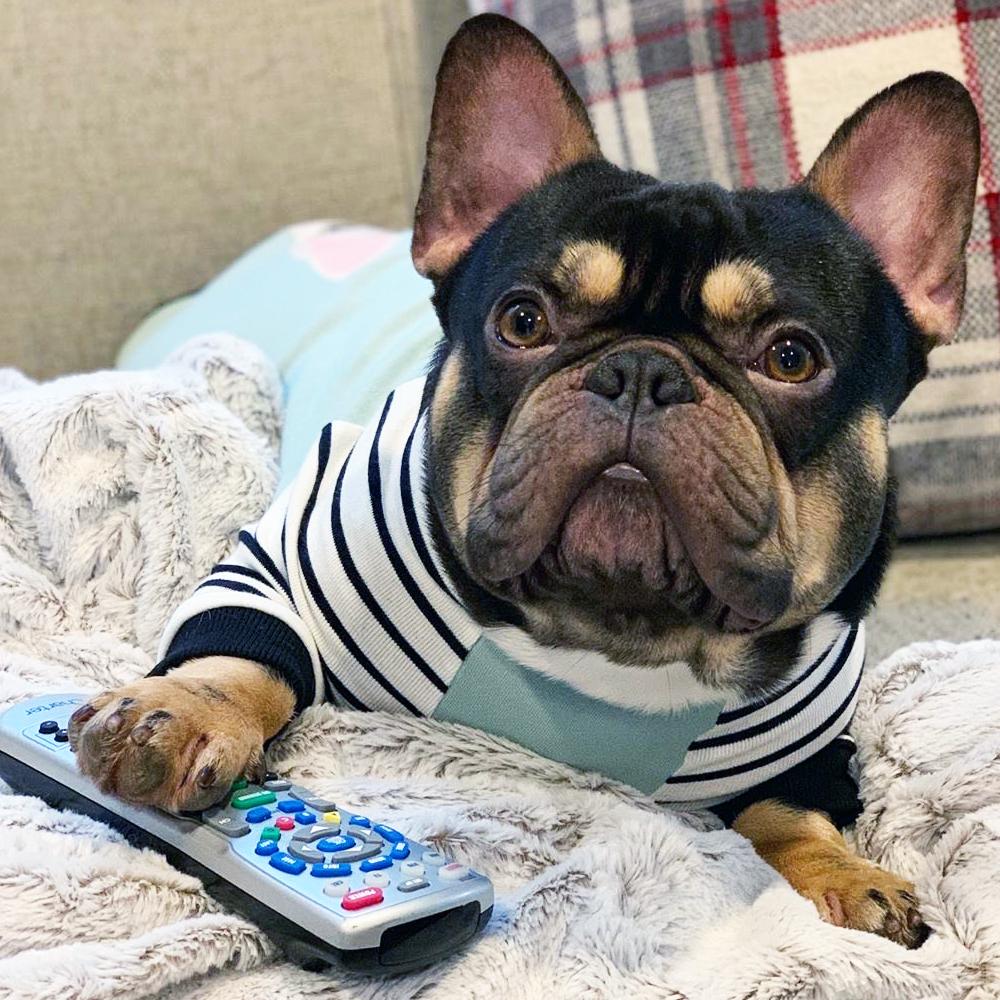 15 Best Movies About Pets