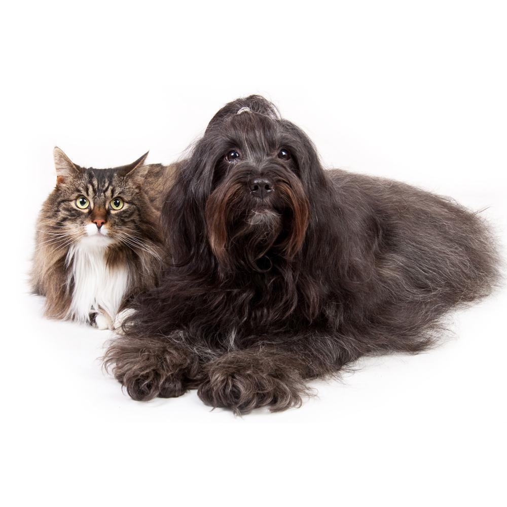 6 Things To Know Before Giving CBD Edibles To Your Pet