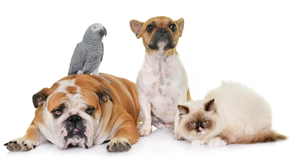 All You Need to Know About Caring for Small Pets