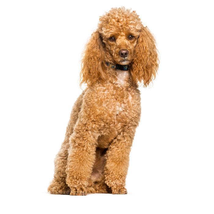 BREEDS THAT MAKE THE ABLEST GUIDE DOGS