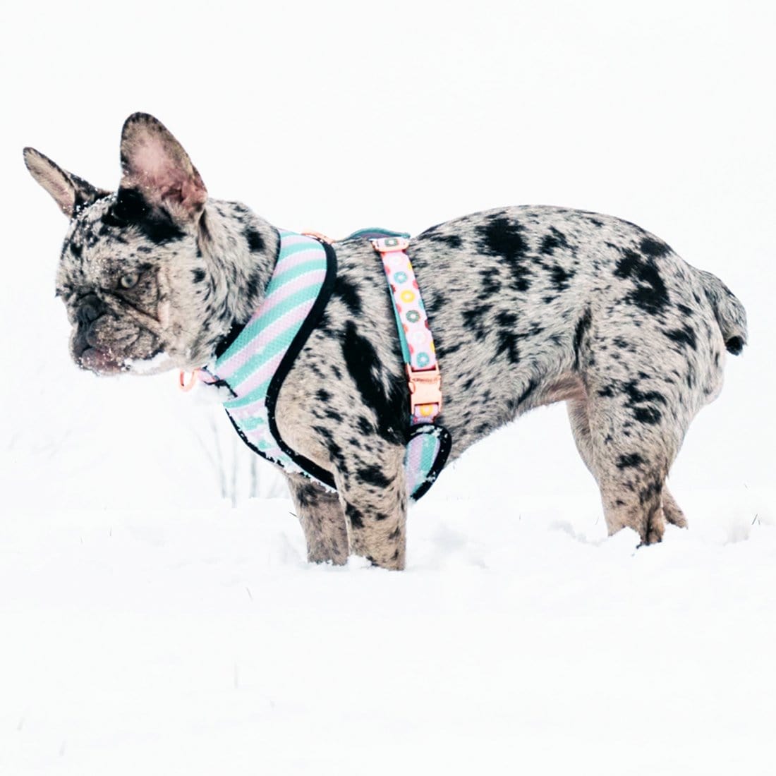 Best Frenchie products 2019