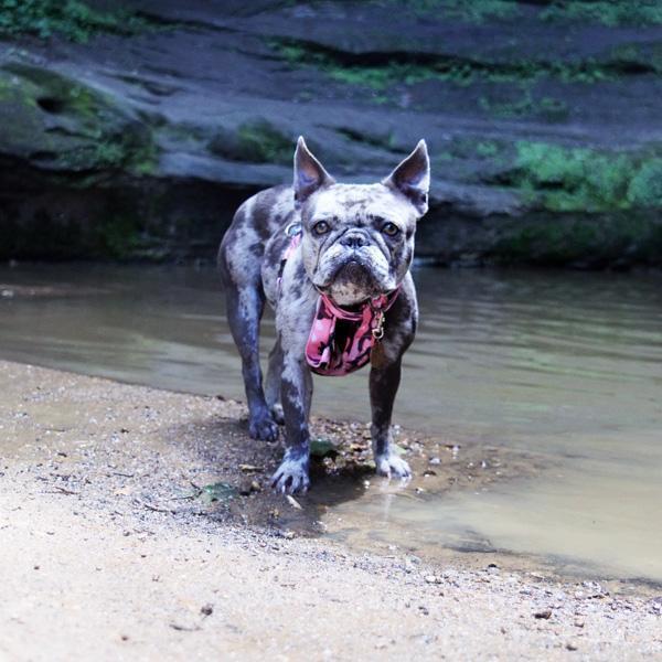 Hiking With Your Frenchie