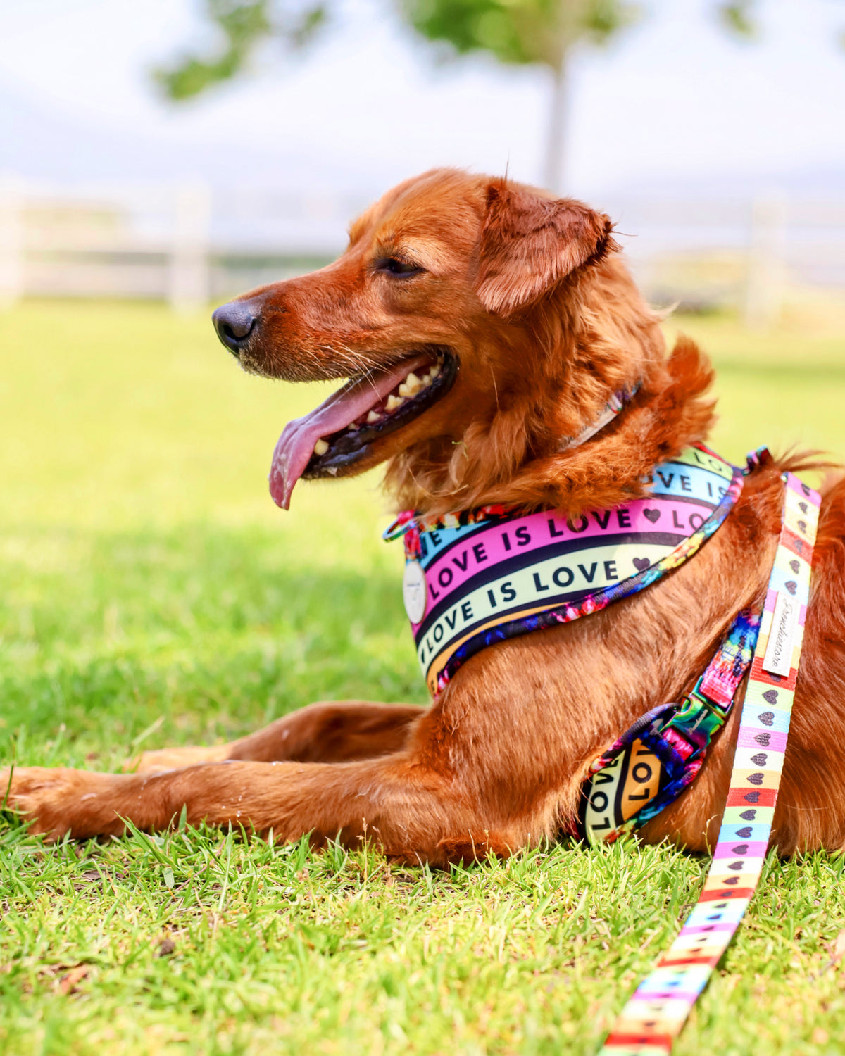 Frenchiestore Reversible Dog Health Harness | Harry Pupper, Size: Medium