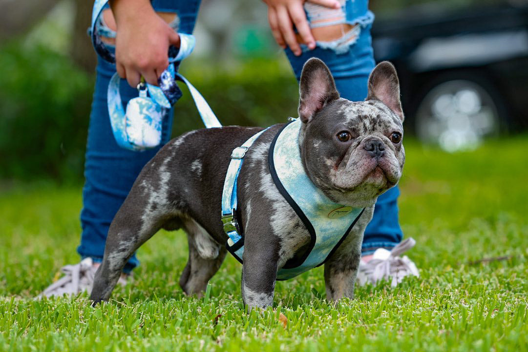 Frenchiestore Reversible Dog Health Harness | Inked, Frenchie Dog, French Bulldog pet products