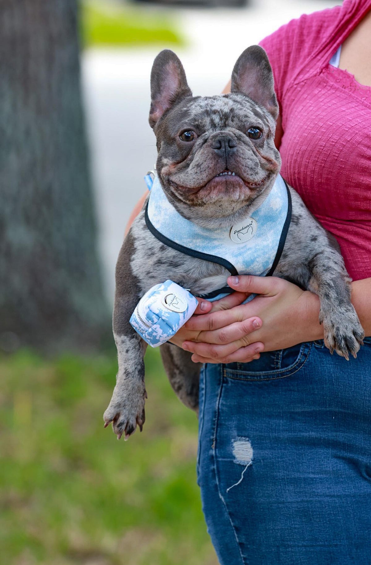 Frenchiestore Reversible Dog Health Harness | Inked, Frenchie Dog, French Bulldog pet products