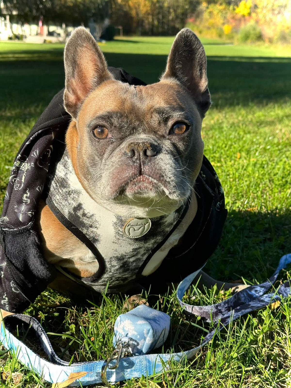 Frenchiestore Reversible Dog Health Harness | Inked, Frenchie Dog, French Bulldog pet products