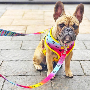 French Bulldog Harness Versatile Health Harness Ice Cream 