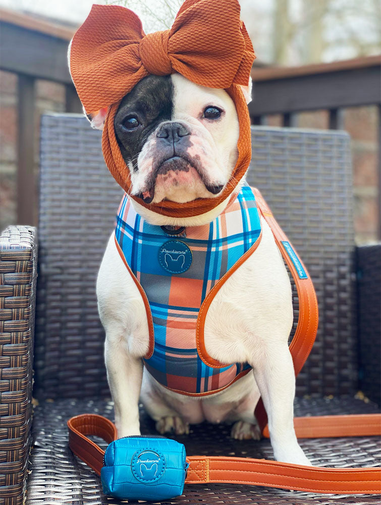 Frenchiestore Dog Luxury Leash | Sprung, Frenchie Dog, French Bulldog pet products