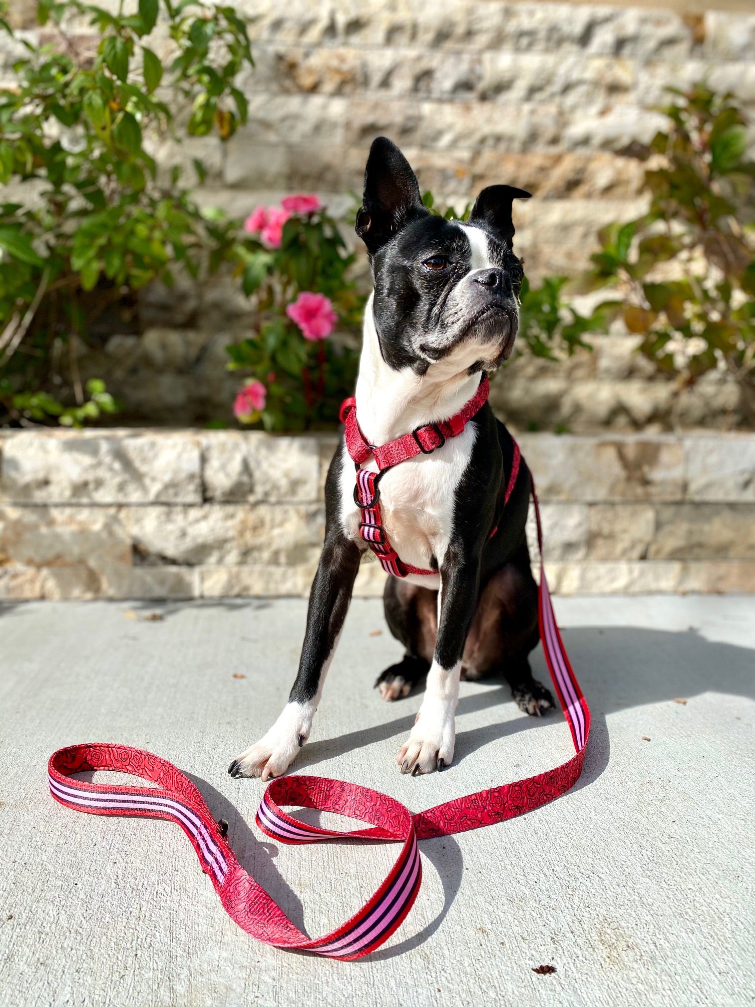 Strap harness and Leash set lips and roses, Frenchie Dog, French Bulldog pet products