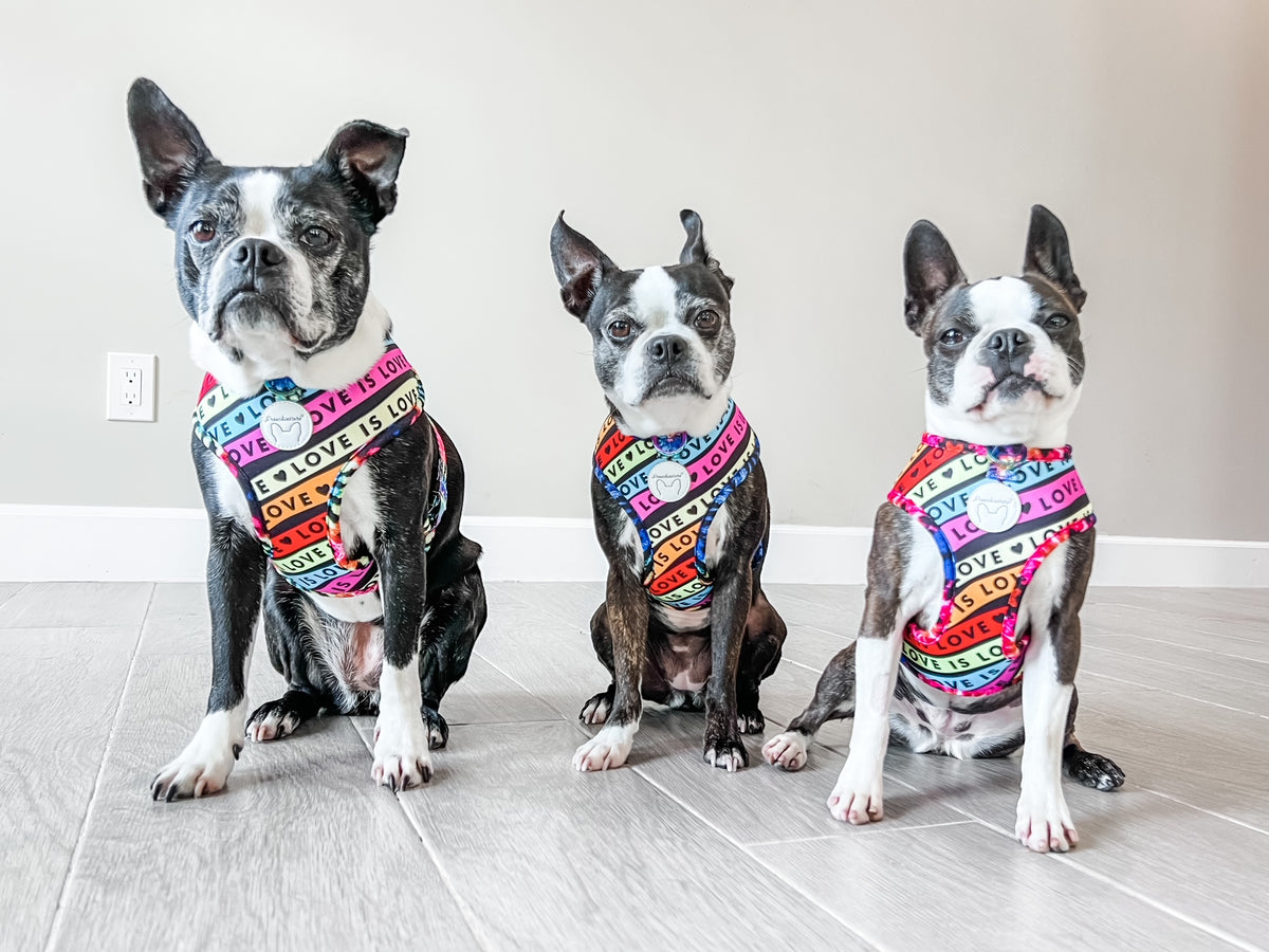 French Bulldog Harness Versatile Health Harness Magical 