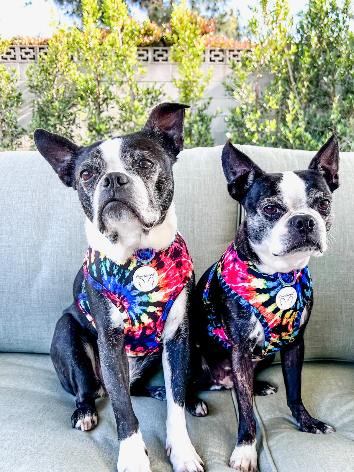 Love is Love Bundle | Frenchiestore, Frenchie Dog, French Bulldog pet products