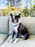 Frenchiestore Arnés de correa de salud ajustable para mascotas | Love Is Love, Frenchie Dog, productos para mascotas Bulldog Francés