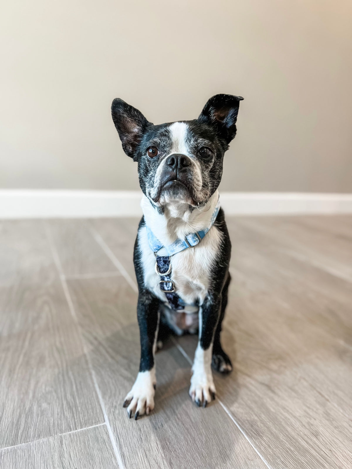 Adjustable Pet Health Strap Harness | Inked, Frenchie Dog, French Bulldog pet products