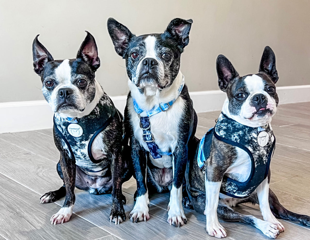 Frenchiestore Reversible Dog Health Harness | Inked, Frenchie Dog, French Bulldog pet products