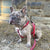 Imbracatura e guinzaglio set labbra e rose, Frenchie Dog, prodotti per animali Bulldog francese