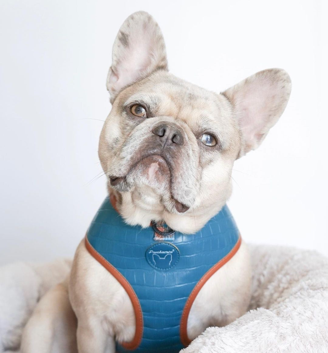 Frenchiestore Reversible Dog Health Harness | Sprung, Frenchie Dog, French Bulldog pet products