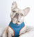 Imbracatura per la salute del cane reversibile Frenchiestore | Prodotti per animali domestici Sprung, Frenchie Dog, Bulldog francese