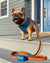 مقود الكلب Frenchiestore الفاخرة | Sprung ، Frenchie Dog ، منتجات الحيوانات الأليفة من البلدغ الفرنسي