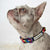 Frenchiestore Collar de perro separable | Love is Love, Frenchie Dog, productos para mascotas Bulldog Francés