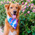 Pañuelo refrescante para perros de Frenchiestore | Rojo, blanco y azul, Frenchie Dog, productos para mascotas Bulldog francés