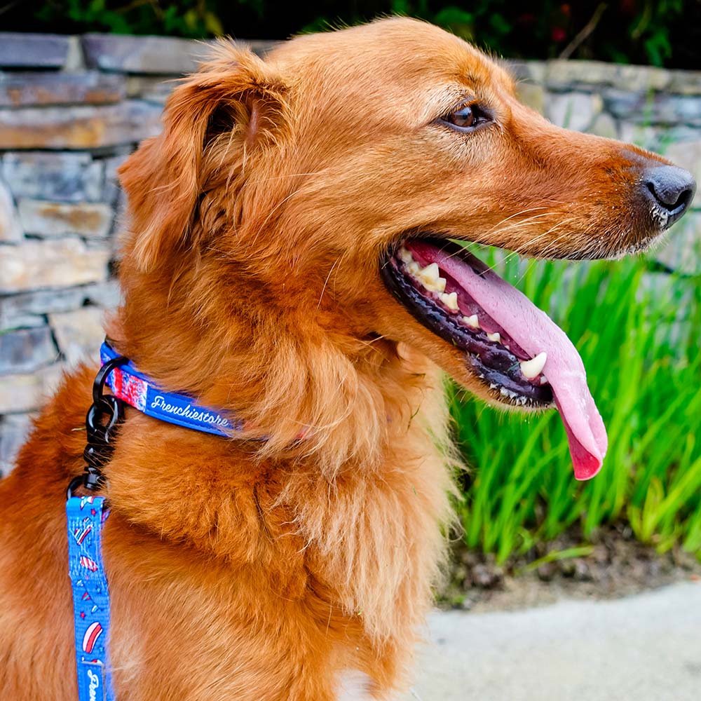 Frenchiestore Breakaway Dog Collar | Red, White &amp; Blue, Frenchie Dog, French Bulldog pet products