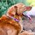 Frenchiestore Collar de perro separable | Rojo, blanco y azul, Frenchie Dog, productos para mascotas Bulldog francés